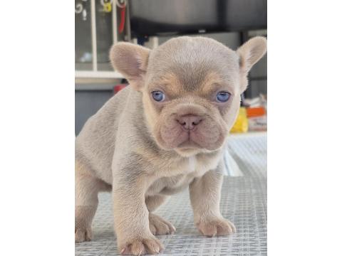 New Shade İsabella Tan Erkek French Bulldog