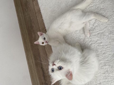 Güzel British Longhair Kızımıza Yeni Yuva Arıyoruz