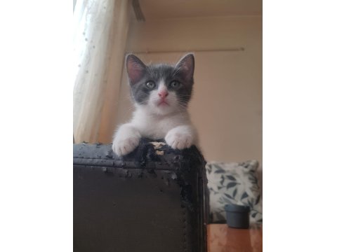 Sevimli Oyuncu Kırpık Ve Kardeşlerimiz