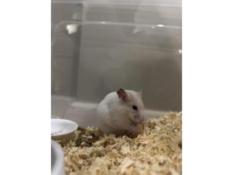 Beyaz Suriye Hamster