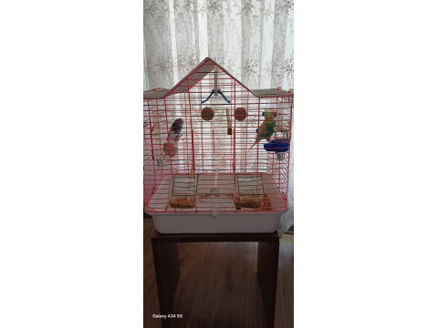 1 Yaşında 1 Dişi Ve 1 Erkek Muhabbet Kuşu