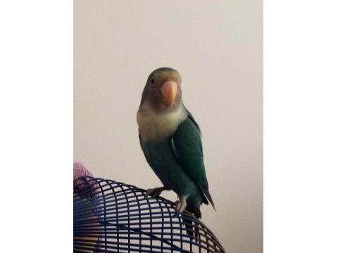 2 Tane Sevda Papağanı