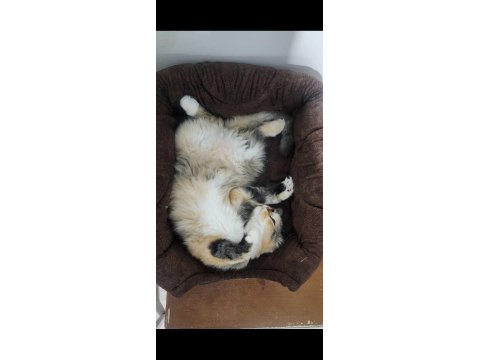 İki Tane Dişi British Longhair Cat