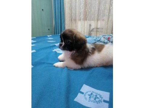 Pekinez Dişi Yavrumuz