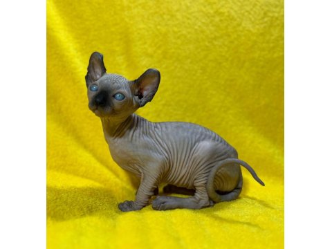 Yurtdışından Özel İstek Üzerine Sfenks