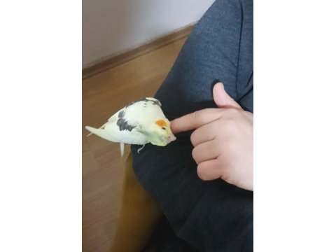 Full Evcil Sultan Papağanı