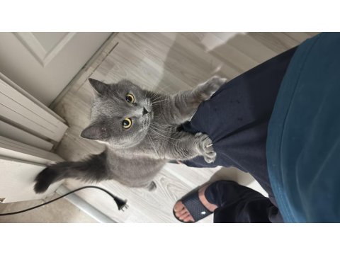 British Shorthair Kedimi Mecburiyetten Sahiplendiriyorum