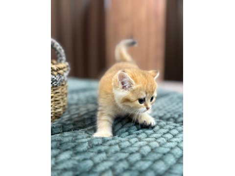 British Longhair / Shorthair & Golden Point