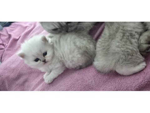 Rezerveye Açık Yavru Kediler