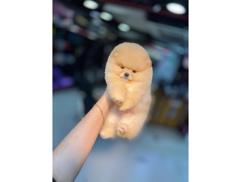 Orjinal Pomeranian Boo