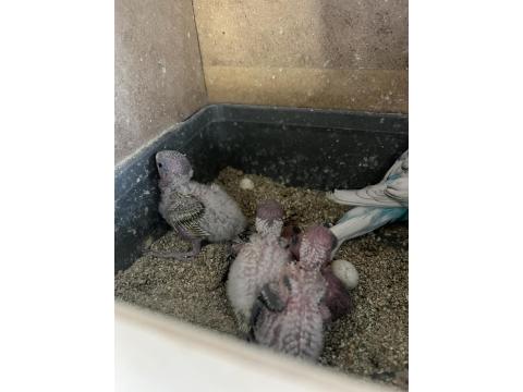 Yavru Muhabbet Kuşlar Eğitime Hazır