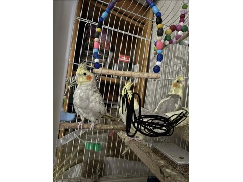 Tek Veya Beraber 6 Aylık Dişi 3 Aylık Tahminen Erkek Sultan Papağanı