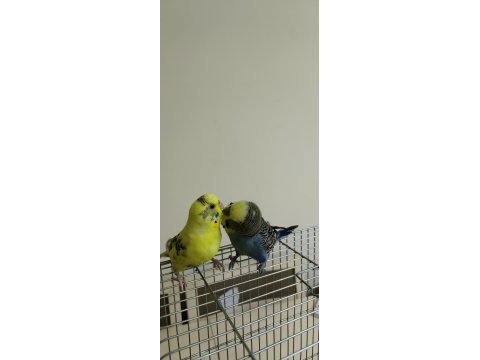 Sağlıklı Çift Muhabbet Kuşu