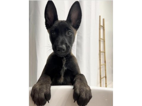 Belçika Kurdu Yavruları Sağlık Ve Irk Garantili