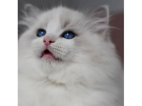 Görkemli Ragdoll Yavrumuz