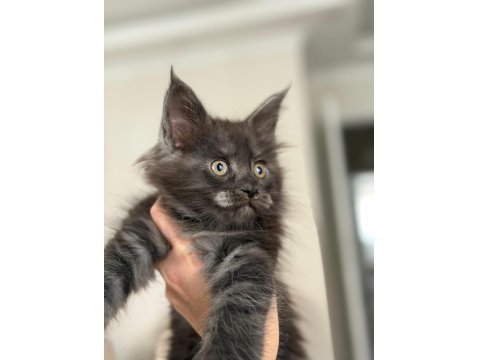 Koleksiyonluk Dev Maine Coon Black Smoke Yavrular