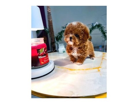 Safkan Maltipoo Köpeği Bebeklerimiz