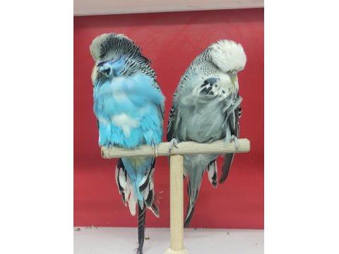 Show Muhabbet Kuşları