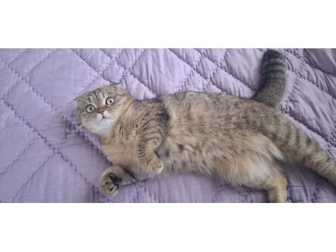 Tamamen Ücretsiz Kedi Evi İle Beraber