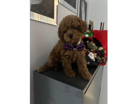 Korenin Babası Poodle