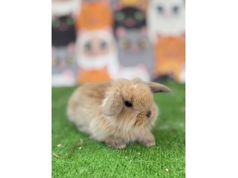 Hollanda Teddy Lop Tavşan Yavruları Gönderim Var