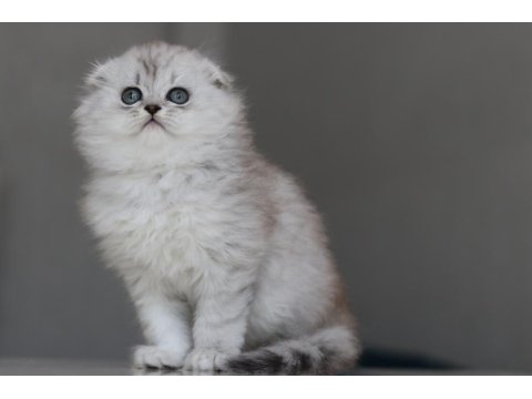 Full Şecereli Babadan Teslime Hazır Erkek British Longhair