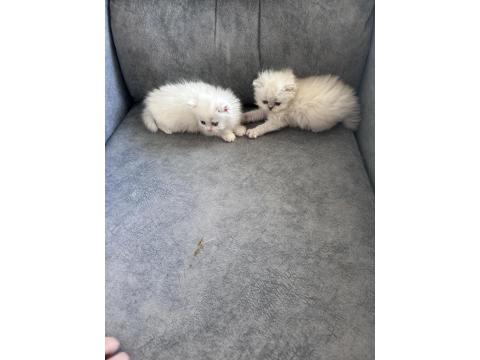 Pofuduk British Yavrular