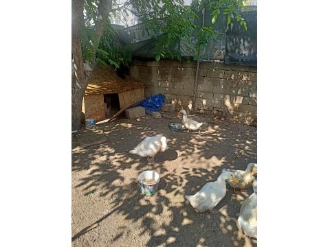 Yetişkin Kars Kazı