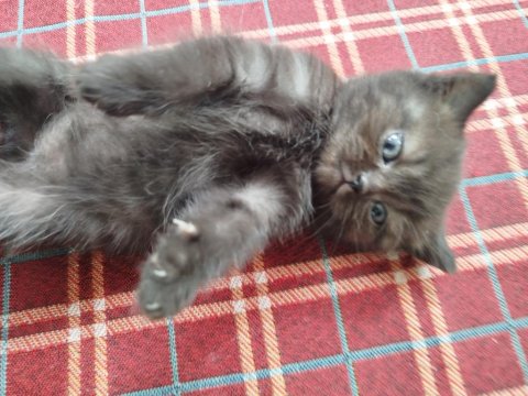 British Shorthair Yavru Kedimiz