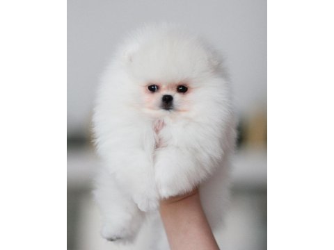 Pomeranian Boo Yavruları Köpekler