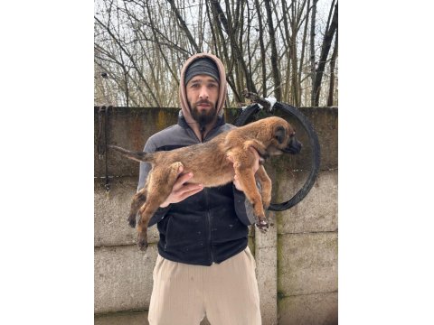 Teslime Hazır Malinois Belçika Kurdu