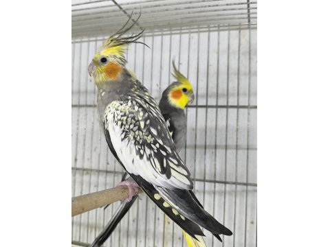 Hazır Takım Sultan Papağanlar