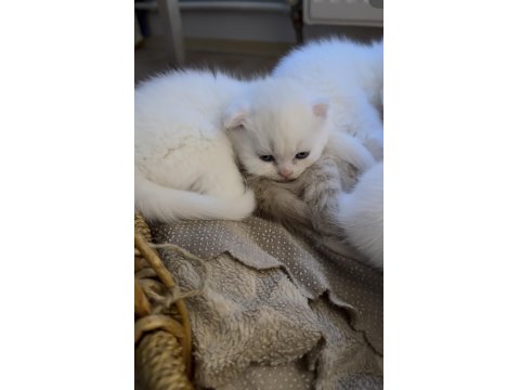 British Shorthair Kedilerimize Güzel Bakabilecek Aile Arıyoruz