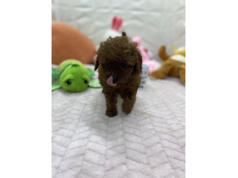 Erkek Dişi Toy Poodle Yavrularımız