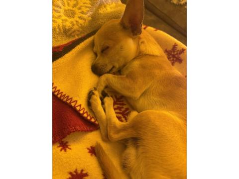 Şivava Oğlumuz Kaju Yeni Yuvasını Arıyor