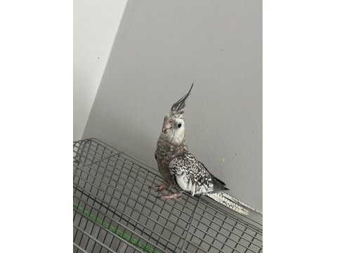 Ele Alışık Sultan Papağanımız Rıfkı