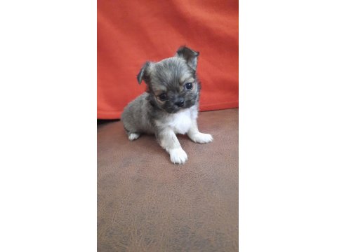 Biblo Gibi Chihuahua Longhair Yavrular