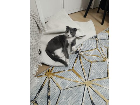 Her Şeyi İle Bedava Kedimiz