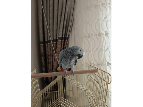 Jako Papağanı Kafesi İle Beraber