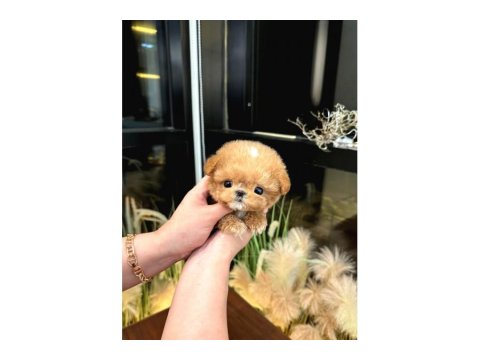 Toy Poodle Yavru Köpeklerim