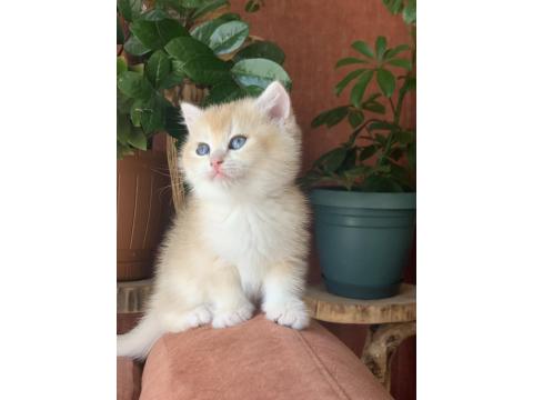 Prenses British Shorthair Sasha