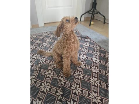 Poodle 4 Aylık Sahiplendirme
