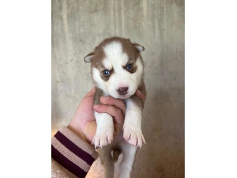 Sibirya Kurdu Yavrularımız Veteriner Kontrollü