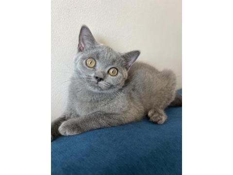 3 Aylık Dişi British Shorthair Kedisi