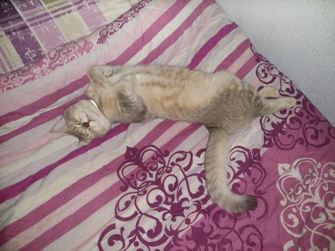 Kedimi Acil Sahiplendirmek Zorundayım