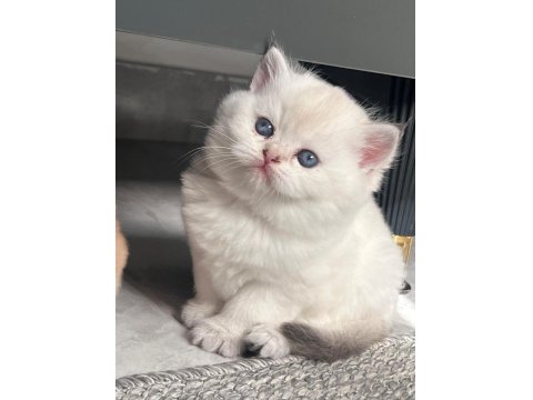 Golden British Shorthair Yavrular