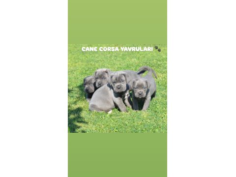 Cane Corso Yavruları
