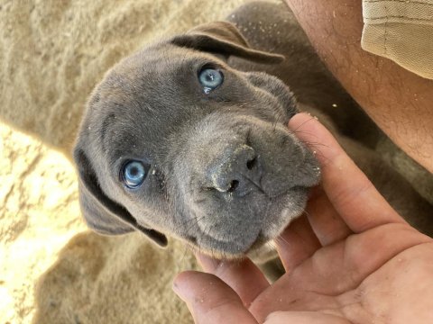 Türkiyenin En İyi Cane Corso Yavruları