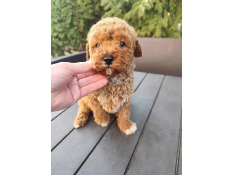 Ev Üretimi Poodle Köpeklerimiz