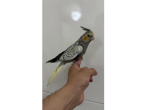 Sultan Papağanı Yavrular Sahiplendirilecek